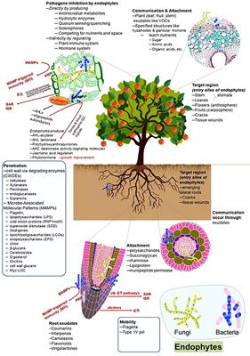 Deciphering the role of endophytic microbiome in postharvest diseases management of fruits: Opportunity areas in commercial up-scale production